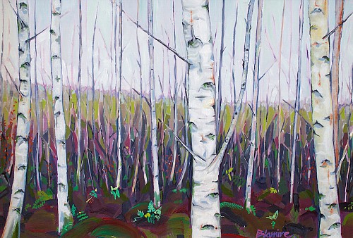 Birch Wood, Threave